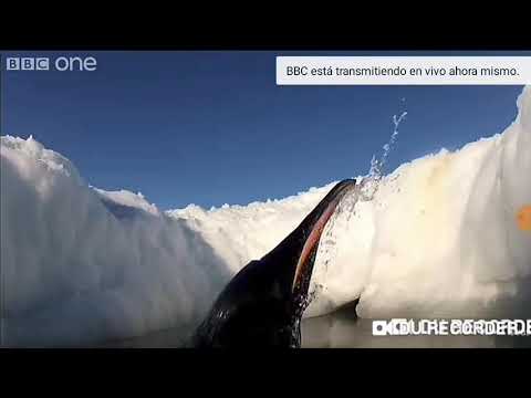 Emperor Penguins first encounter with PenguinCam - Penguins: Spy in the Huddle - BBC One