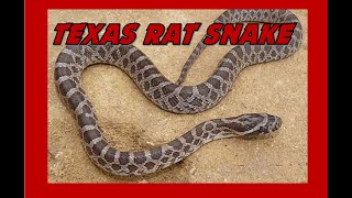 Texas Rat Snake!!