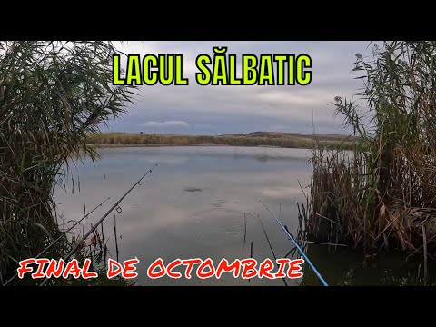 Ce poți prinde pe un lac sălbatic la sfârșit de Octombrie ? ✌🚣