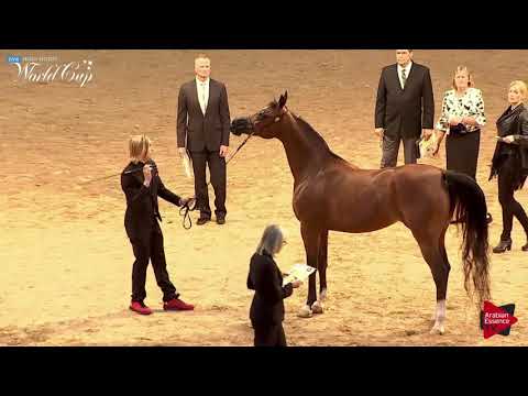 N.216 RD MARCIENA - LAS VEGAS 2019 - Arabian World Cup Senior Mares ATH (Class 103).mp4