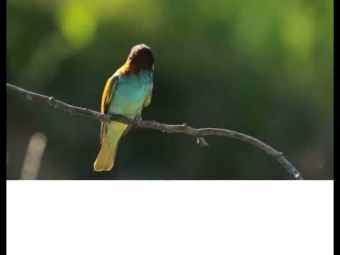 Poezi Islame, Allahu me i miri Krijues, Ajshe Zilbehari.