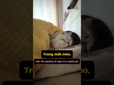 Trong mắt mèo con, việc lên giường ngủ nghĩa là gì?#kytrigioi #shorts #kienthuc #facts