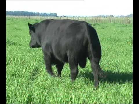 Cabaña San Roman - Remate 2010