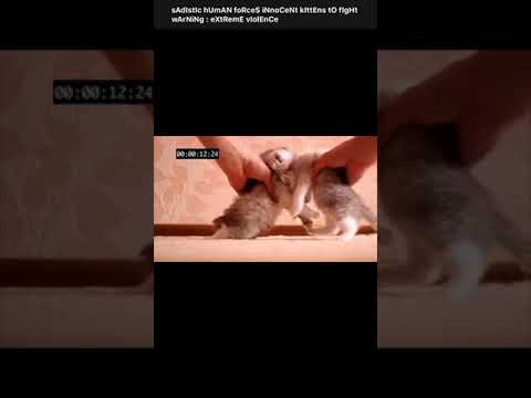 Jiffies - Funny & Trending Pop Video