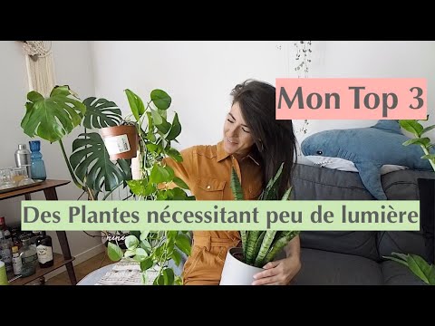 , title : '3 Plantes Vertes pour l'Ombre'