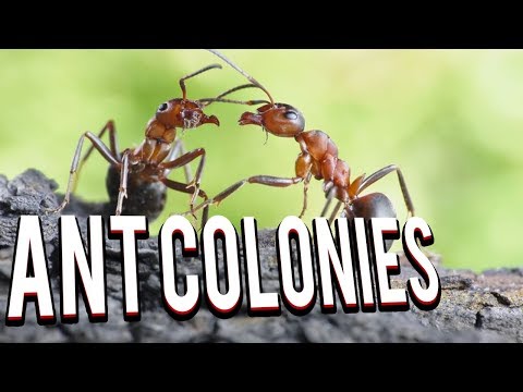 10 Player FFA ALL OUT BRAWL- Ant Colonies - Starcraft 2 Mod