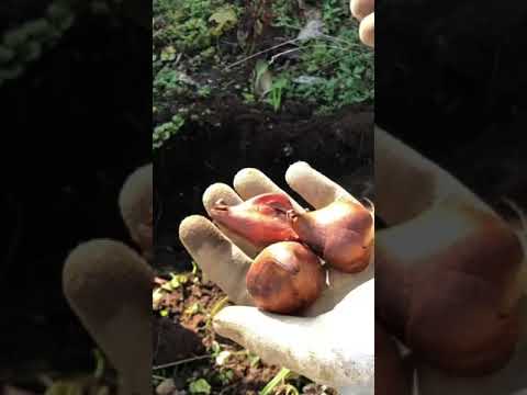  4月に植える球根：カラフルで香り豊かな庭のためのトップ10！  庭園