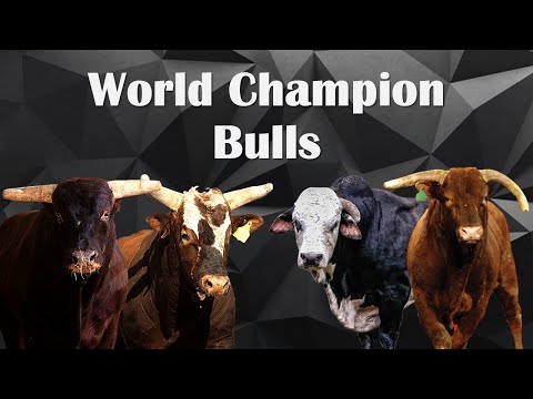 WORLD CHAMPION BULLS (1995-2021)