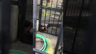 【野毛山】アカエリマキキツネザルの不思議な行動【動物園】