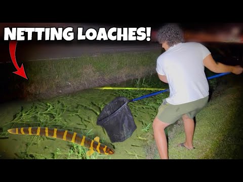 Ich habe einen Bach VOLLER EXOTISCHER ART gefunden – EINE FALLE VOLLER SCHMERZEN!