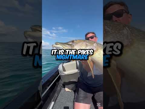 Best lure for beginner fishermen🧐