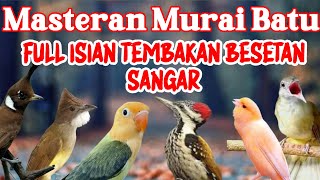 Download lagu MASTERAN MURAI BATU FULL ISIAN TEMBAKAN MEWAH MUDAH DITIRU MURAI APAPUN ISIAN JERNIH SUARA JELAS mp3 Download lagu MASTERAN MURAI BATU FULL ISIAN TEMBAKAN MEWAH MUDAH DITIRU MURAI APAPUN ISIAN JERNIH SUARA JELAS mp3