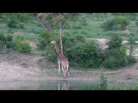 Djuma: Giraffe - 18:00 - 11/28/20