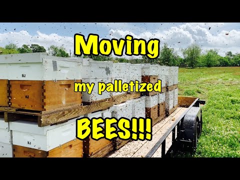 MOVING BEES on Pallets to a NEW LOCATION - How do they look?