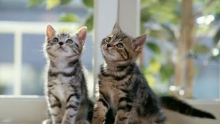 Nelly: Hilarious - Episode 1 ! (Funnies & Fails)