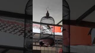 Download lagu (viral)story wa burung kenari.................... mp3 Download lagu (viral)story wa burung kenari.................... mp3