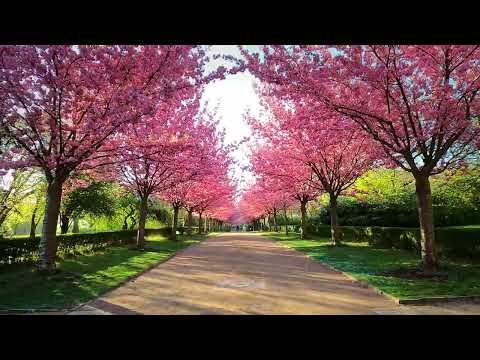 Kirschblüten im Rombergpark