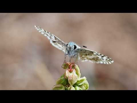 The Solinator Garden