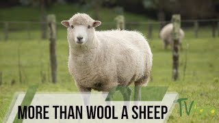 Sheeps -More than just wool - TvAgro By Juan Gonzalo Angel