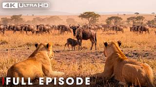 PREDATORS VS INSTINCT | The Africa's Fiercest Battles | Nature Animal Documentary