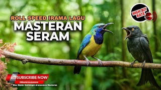 Download lagu 🔴 Live Roll Speed Durasi Masteran Siri Siri Bajing Kekeks Cucak Cungkok mix Srigunting Abu Abu Gacor mp3