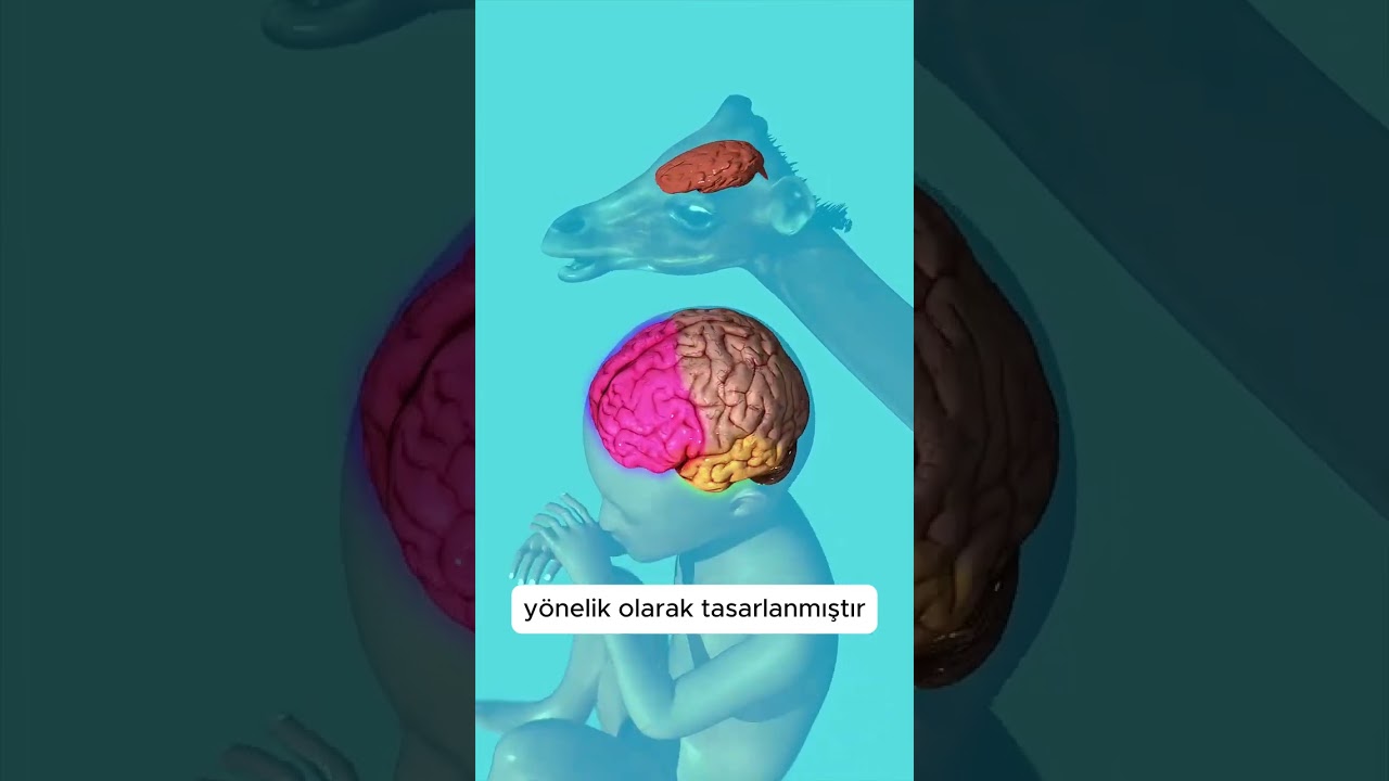 Bebekler Neden Bu Kadar Çaresiz Doğar 🤔