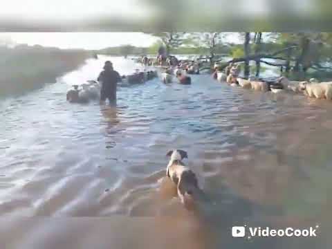 Inundaciones en Salavina , Avellaneda , Santiago del Estero
