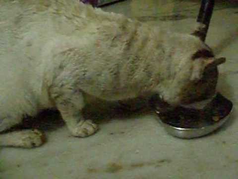 download lagu mp3 mp4 Benevo Cat Food India, download lagu Benevo Cat Food India gratis, unduh video klip Benevo Cat Food India