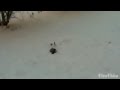 Ворона нырять в снег 