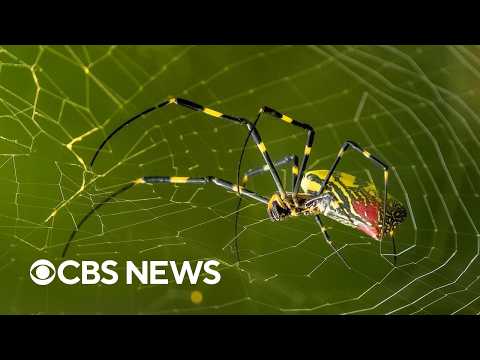 Invasive Joro spiders 