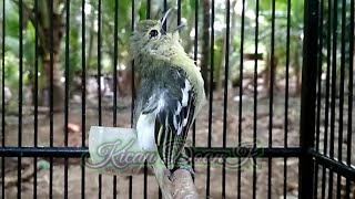 Download lagu Siulan Burung Sirtu Memancing Emosi • Suara Plong Jernih Sirtu Gacor mp3