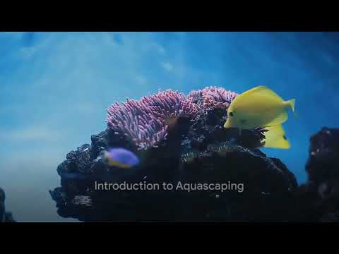 Aquascaping for Beginners: Easy Setup Guide for First-Time Hobbyists