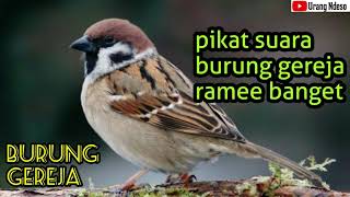 Download lagu Pikat Suara Burung Gereja Ribut gacor mp3 Download lagu Pikat Suara Burung Gereja Ribut gacor mp3