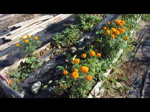 фото семена  необычных бархатцев. 0