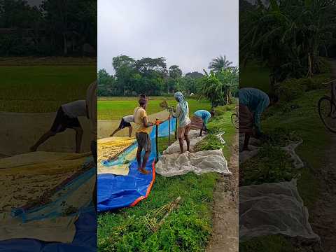 আজকে বাড়িতে বাদাম ছেঁড়া হচ্ছে।Bengali mini vlog  #shorts #vlog #vlogger #viralvideo