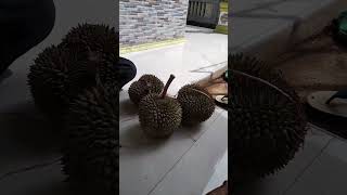 Download lagu BELAH DUREN PAKE KAPAK NIKMATNYA AMAZING mp3