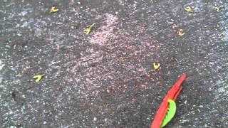 Green Rose Caterpillar VIDEO1103