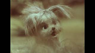 Мы идем искать (1988)