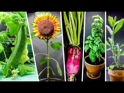 234-day Growing Plants in 9 Minutes (Time Lapse Compilation)