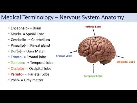 Medical Terminology | Lesson 8 | Nervous System, Cardiorespiratory and Endocrine Anatomy Terms