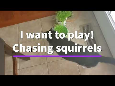 Adolpho Doesn't Like The Snow