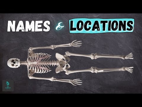 The SKELETAL SYSTEM -  Names & Locations of the MAJOR BONES - Anatomy & Physiology