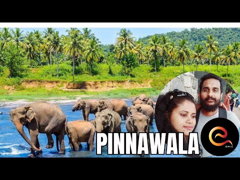 EP. 01 | PINNAWALA