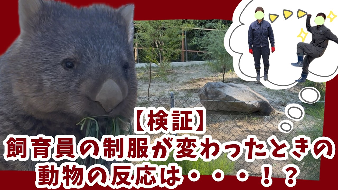 【五月山動物園公式チャンネル】　検証‼制服が変わったら動物たちはどのような反応をするの？