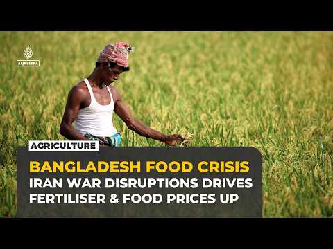 Bangladesh faces food crisis as fertiliser shortages push up rice prices