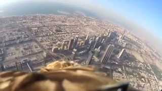 preview picture of video 'Eagle ''Darshan'' with camera flies from Burg Kalifha, Dubai'