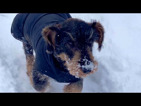 Dachshund Teddy: Snow Sprint Superstar!  ❄️🐾😂