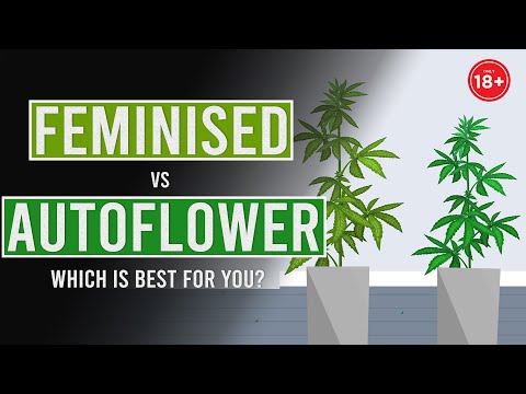 Автоцветущие или феминизированные сорта: что лучше для вас?