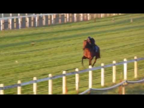 NEBULA GRASS SUMMERVELD 20/07
