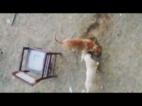 Investigator Dogs 🐕🐕🐕